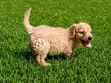 Purebred Miniature Poodle Puppies (1-3 Months) - 3