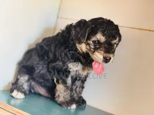 Purebred Poodle Puppies - 1-3 Months Old