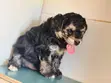 Purebred Poodle Puppies - 1-3 Months Old - 1