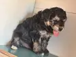 Purebred Poodle Puppies - 1-3 Months Old - 2