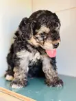 Purebred Poodle Puppies - 1-3 Months Old - 3