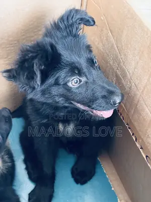 Purebred German Shepherd Puppies (1-3 Months)
