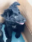 Purebred German Shepherd Puppies (1-3 Months) - 1