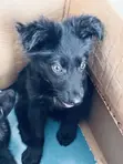 Purebred German Shepherd Puppies (1-3 Months) - 2