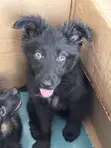 Purebred German Shepherd Puppies (1-3 Months) - 3