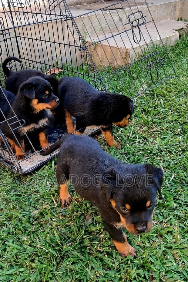 Purebred Rottweiler Puppy - 1-3 Months Old - 1
