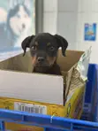 Purebred Rottweiler Puppy - 1-3 Months Old - 2