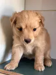 Female Finnish Spitz Puppy (1-3 Months) - 1