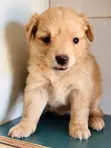 Female Finnish Spitz Puppy (1-3 Months) - 2