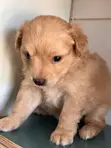 Female Finnish Spitz Puppy (1-3 Months) - 3