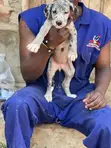 Male Purebred Great Dane Puppies (1-3 Months) - 1