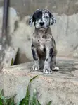 Male Purebred Great Dane Puppies (1-3 Months) - 2