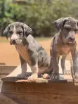Male Purebred Great Dane Puppies (1-3 Months) - 3