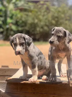 Female Purebred Great Dane Puppy (1-3 Months)