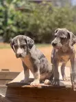 Female Purebred Great Dane Puppy (1-3 Months) - 1