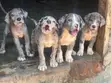 Female Purebred Great Dane Puppy (1-3 Months) - 2