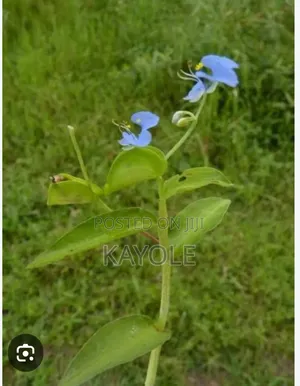 7 Acres Land for Sale in Semuto, Luwero