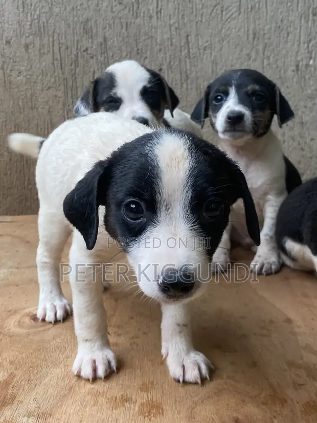 Male Purebred Jack Russell Terrier Puppy (1-3 Months) - 1
