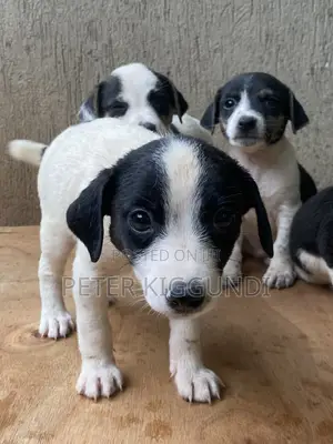 Male Purebred Jack Russell Terrier Puppy (1-3 Months)