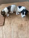 Male Purebred Jack Russell Terrier Puppy (1-3 Months) - 2