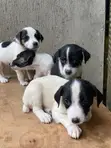 Male Purebred Jack Russell Terrier Puppy (1-3 Months) - 3