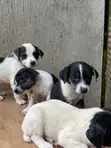 Male Purebred Jack Russell Terrier Puppy (1-3 Months) - 4