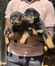 Purebred Rottweiler Puppy - 1-3 Months Male - 1