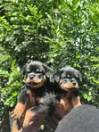 Purebred Rottweiler Puppy - 1-3 Months Male - 2