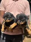 Purebred Rottweiler Puppy - 1-3 Months Male - 3