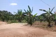 Prime Plot for Sale in Wakiso - Buyera Town, Hoima Road - 5