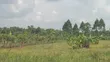 7 Acres Land for Sale in Nakibano, Kimenyedde, Mukono - 2