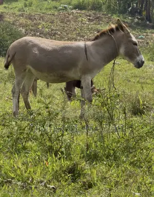 Female Donkey for Sale - 3 Years Old