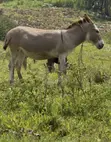 Female Donkey for Sale - 3 Years Old - 1
