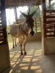Female Donkey for Sale - 3 Years Old - 2