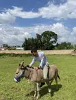 Female Donkey for Sale - 3 Years Old - 3