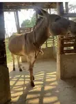 Female Donkey for Sale - 3 Years Old - 4