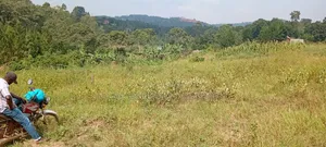 300 Acres for Sale in Lukaya-Kiragga