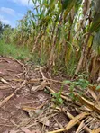 300 Acres for Sale in Lukaya-Kiragga - 2