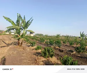 45 Acres Coffee Farm for Sale in Kyetume-Lwengo