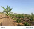 45 Acres Coffee Farm for Sale in Kyetume-Lwengo - 1
