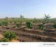 45 Acres Coffee Farm for Sale in Kyetume-Lwengo - 2