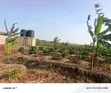 45 Acres Coffee Farm for Sale in Kyetume-Lwengo - 4