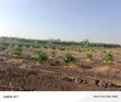 45 Acres Coffee Farm for Sale in Kyetume-Lwengo - 5