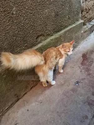 3-6 Month Male Purebred American Bobtail Kitten