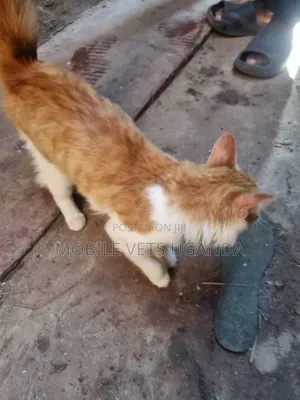Purebred Balinese Kitten - 3-6 Months Female