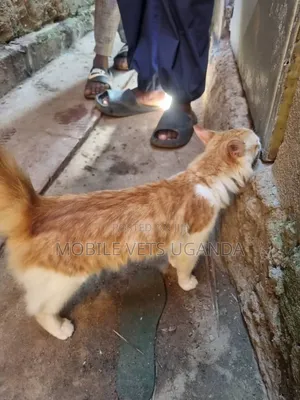 Male Purebred American Curl Kitten (0-1 Month)