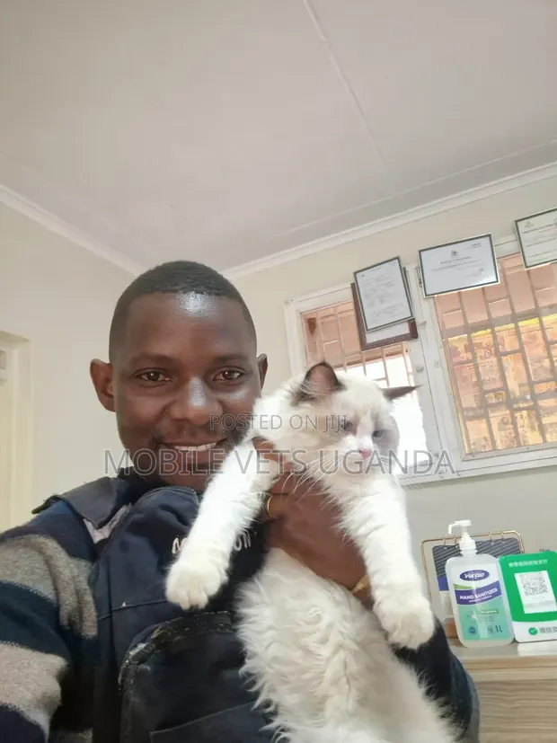 Female Purebred Ragdoll Kitten (1-3 Months) - 1