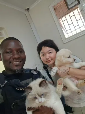 Female Japanese Spitz Puppy (1-3 Months)