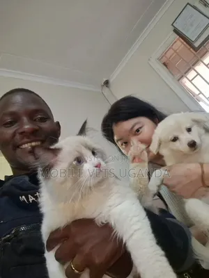 1-3 Month Male Purebred Ragdoll Kitten