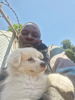 Female Japanese Spitz Puppy (1-3 Months)